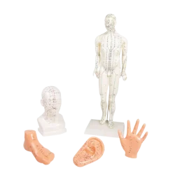 Acupuncture chinoise 5 modèles Erler Zimmer