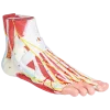 Anatomie du pied en 9 parties Erler Zimmer