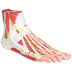 Anatomie du pied en 9 parties Erler Zimmer