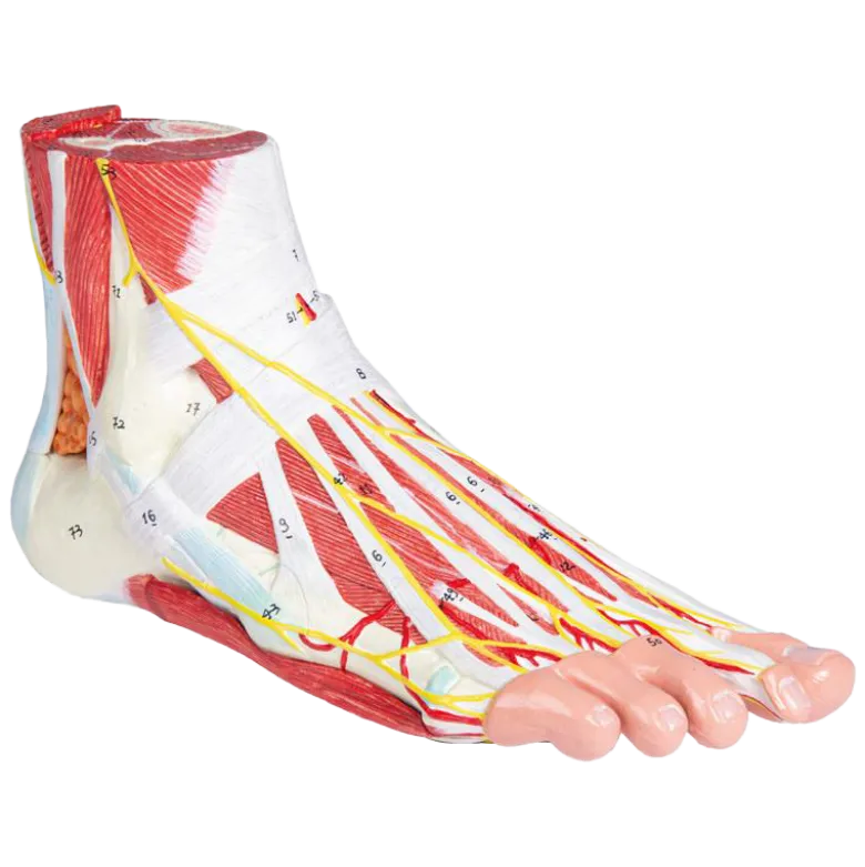 Anatomie du pied en 9 parties Erler Zimmer
