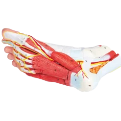 Anatomie du pied en 9 parties Erler Zimmer