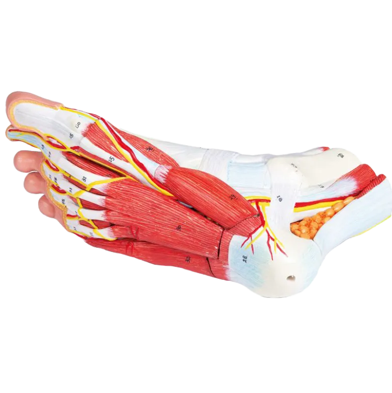 Anatomie du pied en 9 parties Erler Zimmer