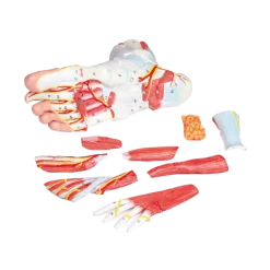 Anatomie du pied en 9 parties Erler Zimmer