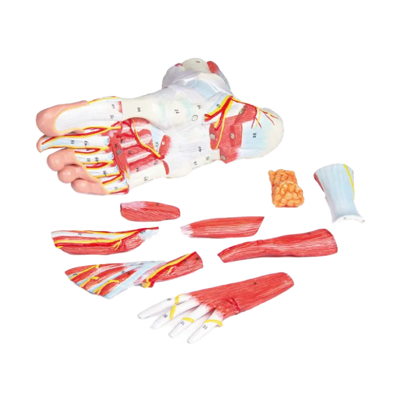 Anatomie du pied en 9 parties Erler Zimmer