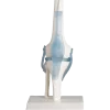 Articulation de genou avec ligaments avec support Erler Zimmer