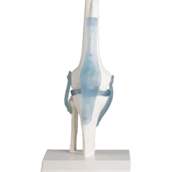 Articulation de genou avec ligaments avec support Erler Zimmer