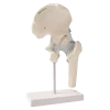 Articulation de la hanche avec des ligaments Erler Zimmer
