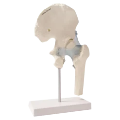 Articulation de la hanche avec des ligaments Erler Zimmer
