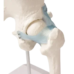 Articulation de la hanche avec des ligaments Erler Zimmer