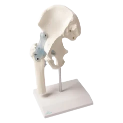 Articulation de la hanche avec des ligaments Erler Zimmer