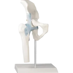 Articulation de la hanche avec des ligaments Erler Zimmer