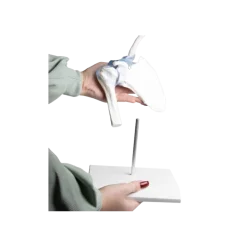 Articulation de l'épaule avec ligaments Erler Zimmer