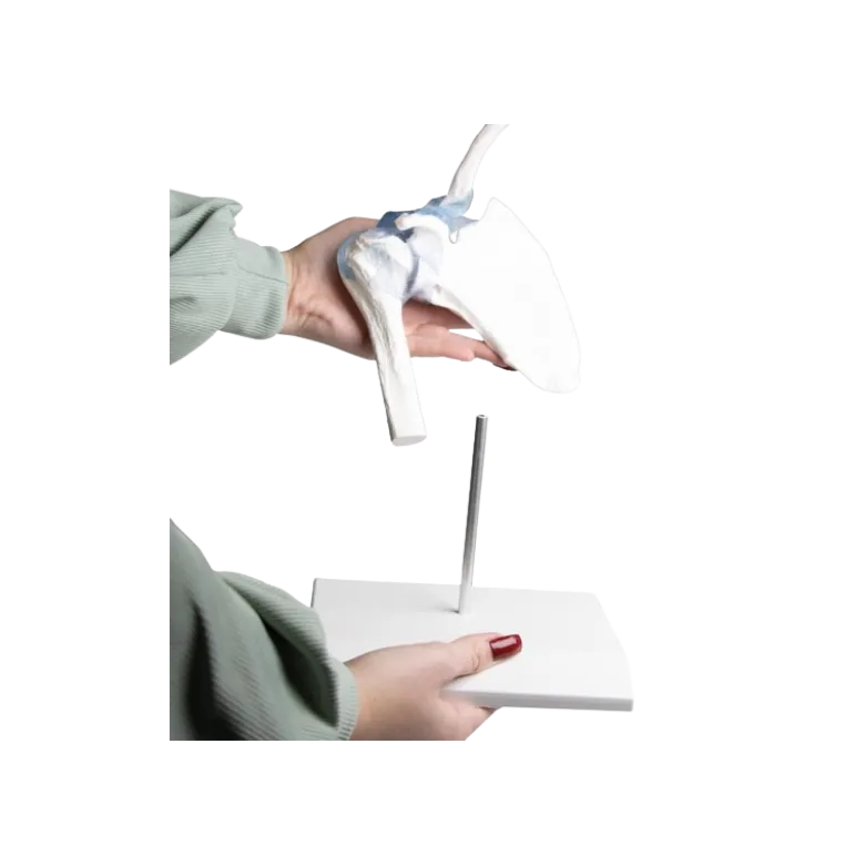 Articulation de l'épaule avec ligaments Erler Zimmer