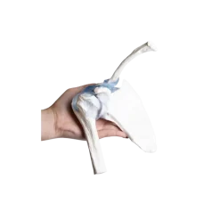 Articulation de l'épaule avec ligaments Erler Zimmer