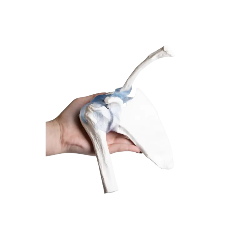 Articulation de l'épaule avec ligaments Erler Zimmer