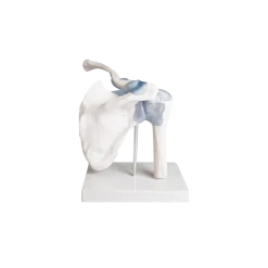 Articulation de l'épaule avec ligaments Erler Zimmer