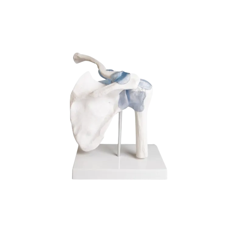 Articulation de l'épaule avec ligaments Erler Zimmer
