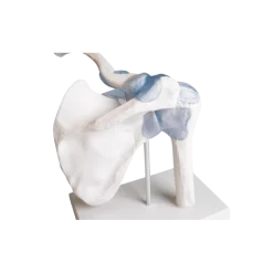Articulation de l'épaule avec ligaments Erler Zimmer