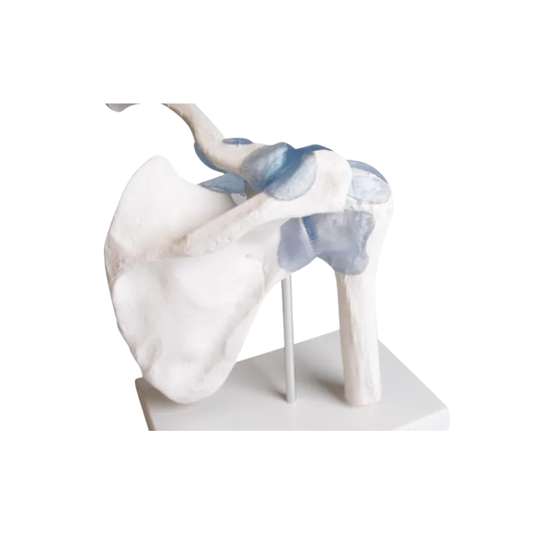 Articulation de l'épaule avec ligaments Erler Zimmer