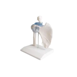 Articulation de l'épaule avec ligaments Erler Zimmer