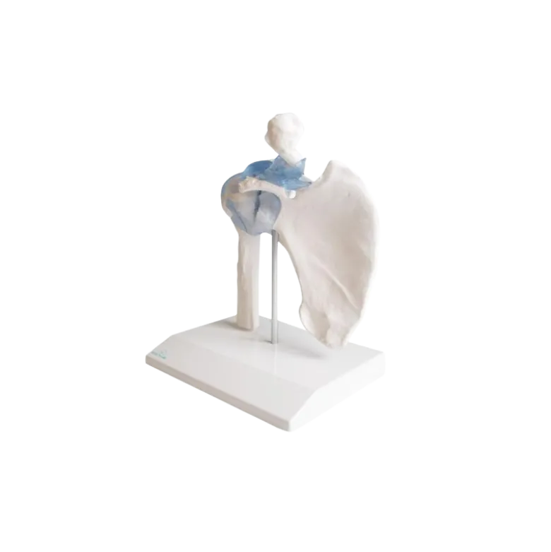 Articulation de l'épaule avec ligaments Erler Zimmer