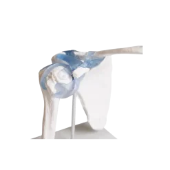 Articulation de l'épaule avec ligaments Erler Zimmer