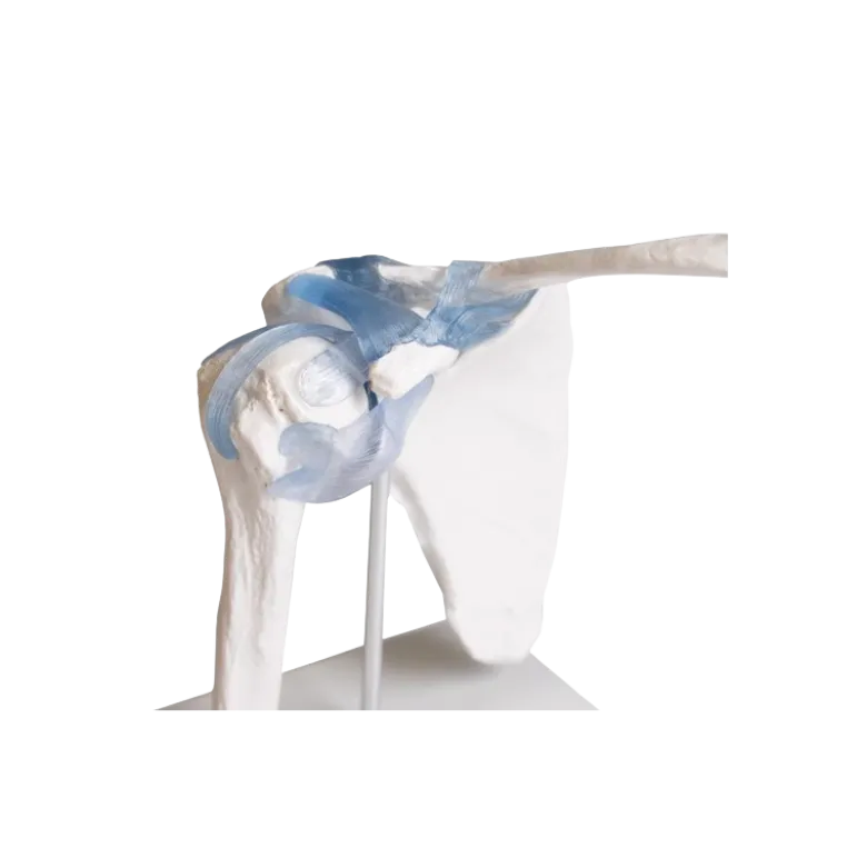 Articulation de l'épaule avec ligaments Erler Zimmer