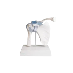 Articulation de l'épaule avec ligaments Erler Zimmer