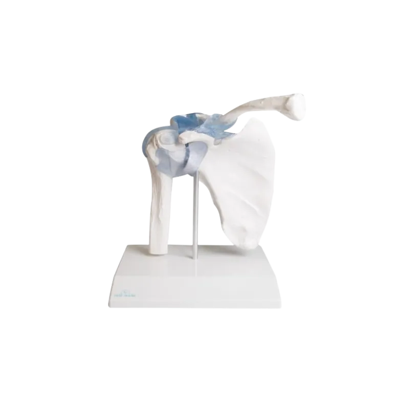 Articulation de l'épaule avec ligaments Erler Zimmer