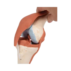 Articulation du genou - modèle fonctionnel de luxe 3B Smart Anatomy