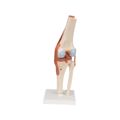 Articulation du genou - modèle fonctionnel de luxe 3B Smart Anatomy