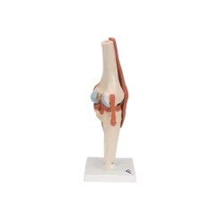 Articulation du genou - modèle fonctionnel de luxe 3B Smart Anatomy