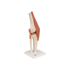 Articulation du genou - modèle fonctionnel de luxe 3B Smart Anatomy