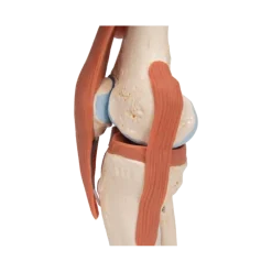 Articulation du genou - modèle fonctionnel de luxe 3B Smart Anatomy