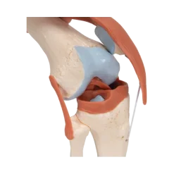 Articulation du genou - modèle fonctionnel de luxe 3B Smart Anatomy