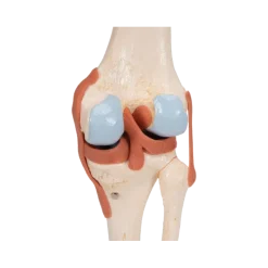 Articulation du genou - modèle fonctionnel de luxe 3B Smart Anatomy