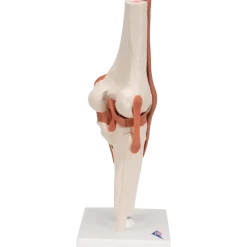 Articulation fonctionnelle du genou
