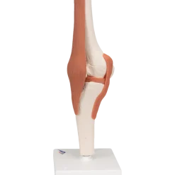 Articulation fonctionnelle du genou