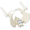 Bassin féminin avec sacrum Erler Zimmer