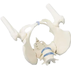 Bassin féminin avec sacrum Erler Zimmer
