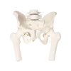 Bassin masculin avec sacrum Erler Zimmer