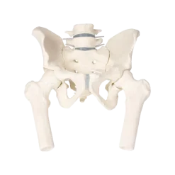 Bassin masculin avec sacrum Erler Zimmer