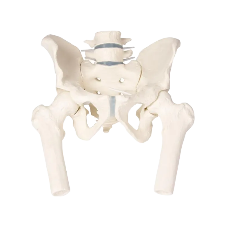Bassin masculin avec sacrum Erler Zimmer
