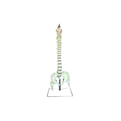 Colonne vertébrale avec bassin Mediprem