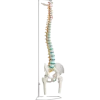 Colonne vertébrale avec moignons fémoraux Erler Zimmer