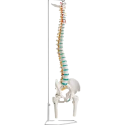 Colonne vertébrale avec moignons fémoraux Erler Zimmer