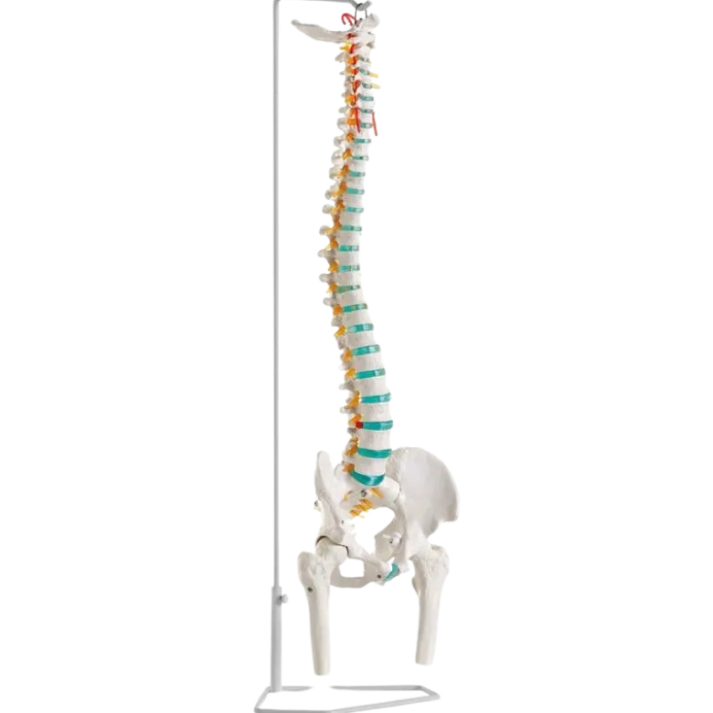 Colonne vertébrale avec moignons fémoraux Erler Zimmer