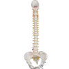 Colonne vertébrale classique flexible avec bassin féminin 3B Scientific