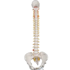 Colonne vertébrale classique flexible avec bassin féminin 3B Scientific