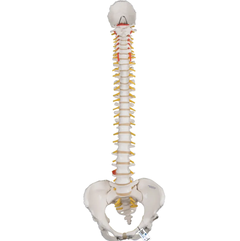Colonne vertébrale classique flexible avec bassin féminin 3B Scientific